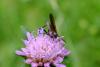 Empis tessellata